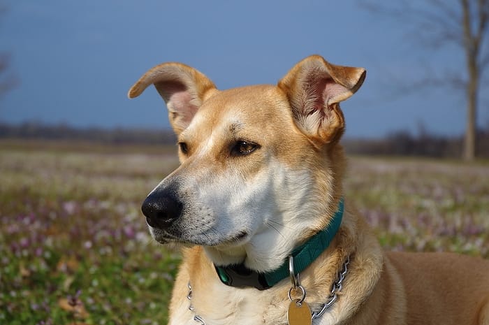 Carolina dog