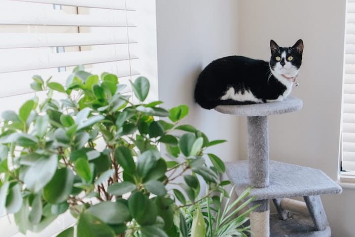 cat eying a tasty house plant