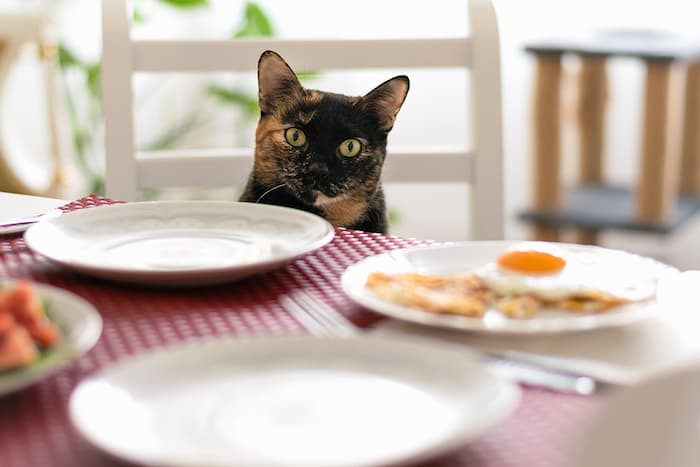 cat at table