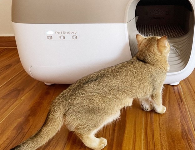 cat entering litter box