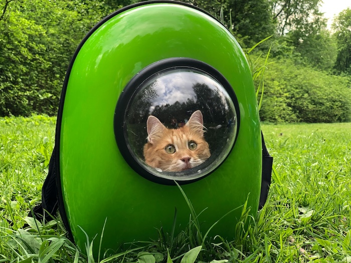 cat in carrier backpack
