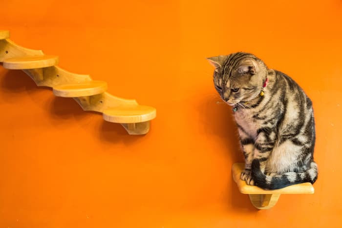 cat climbing