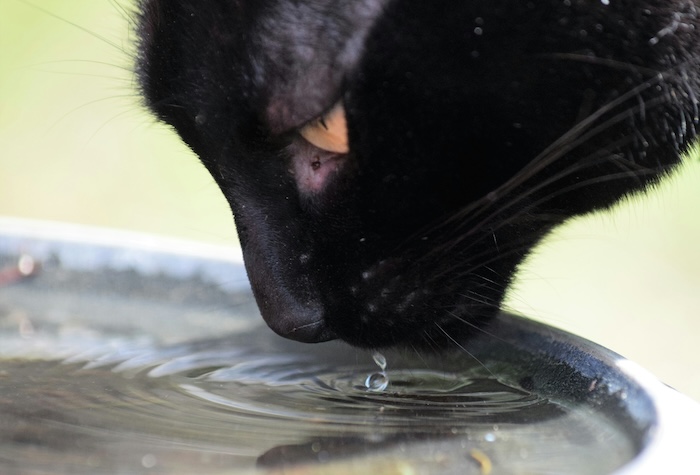 cat drinking water