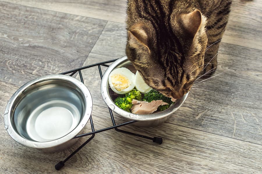 cat eating natural food