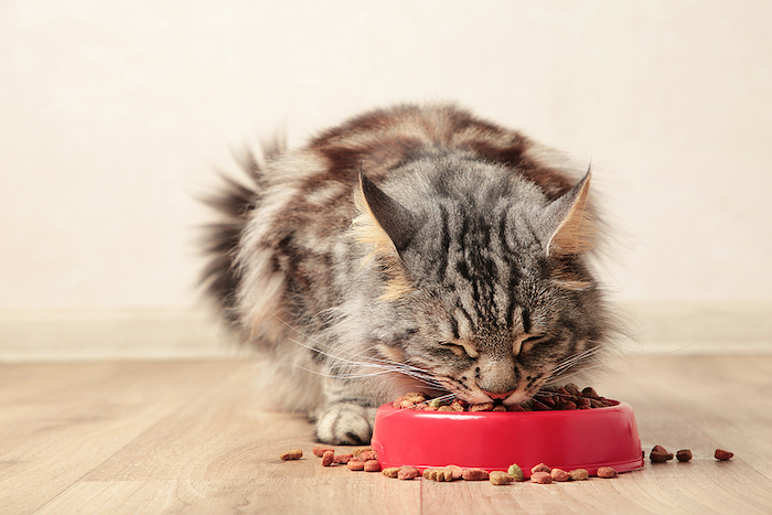 cat eating food from dish