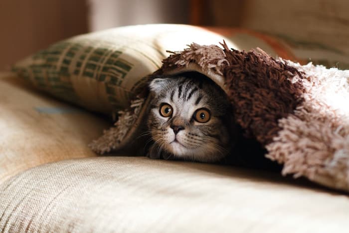 cat hiding