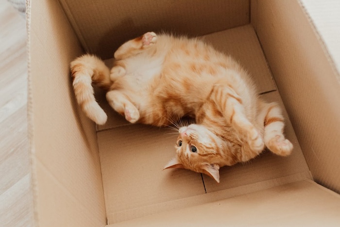 An orange cat in a moving box