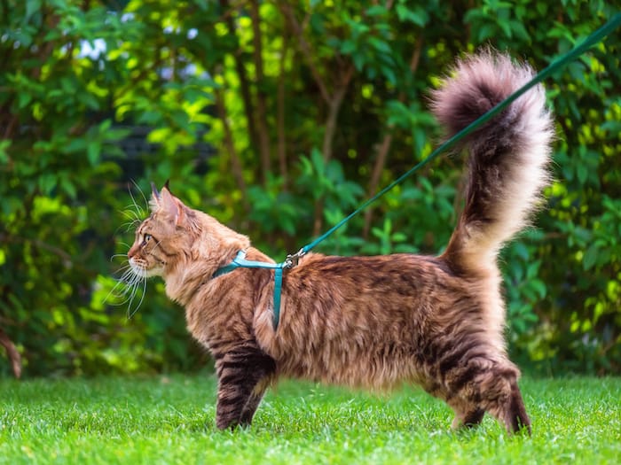 cat in lawn with a harness on