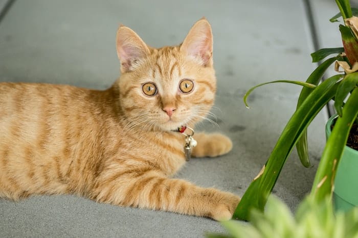 cat caught eying a house plant to destroy