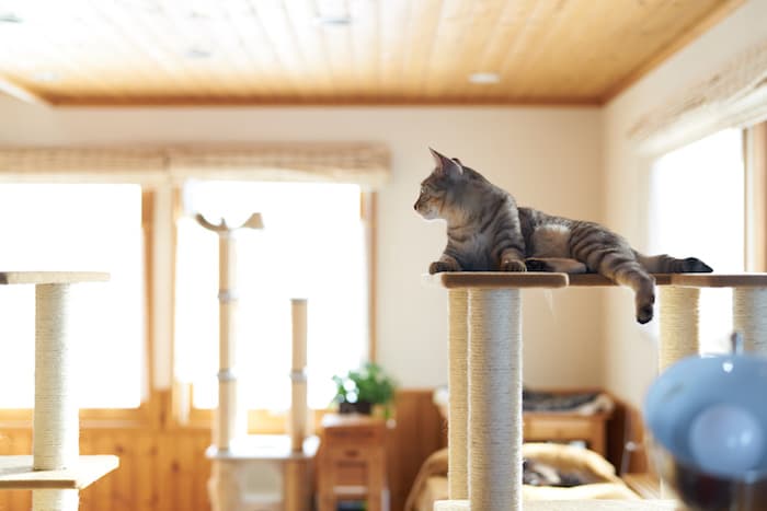 cat on top of cat tree