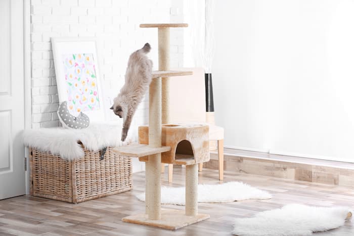 cat climbing down from cat condo