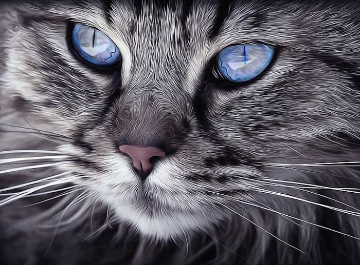 cat portrait