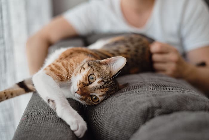 cat stretching on couch