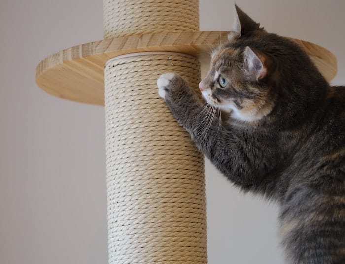 cat scratching a post