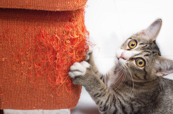 Kitten scratching furniture