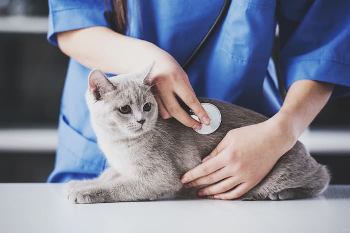 cat vet check