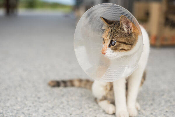 cat after vet