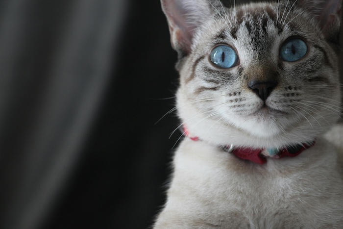 cat wearing a collar