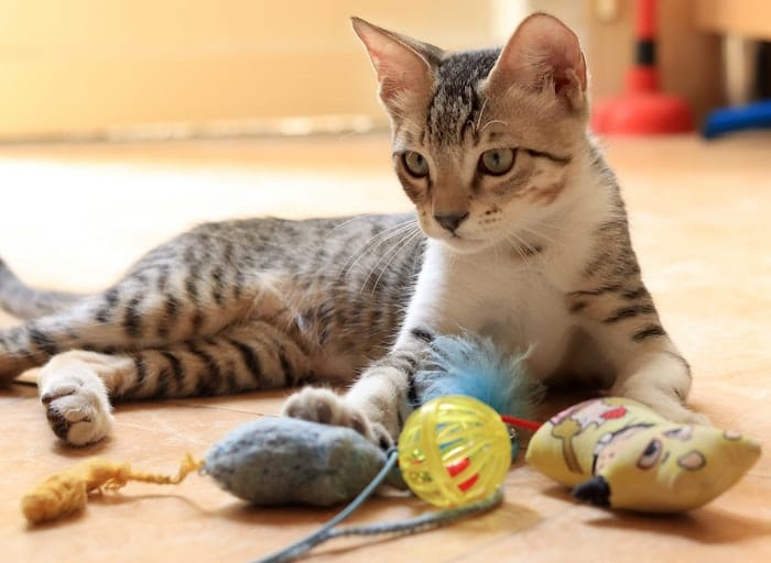 cat with toys