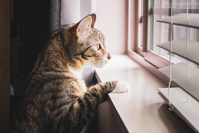 cat looking out window