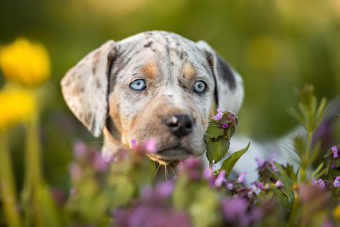 Catahoula Leopard Dog