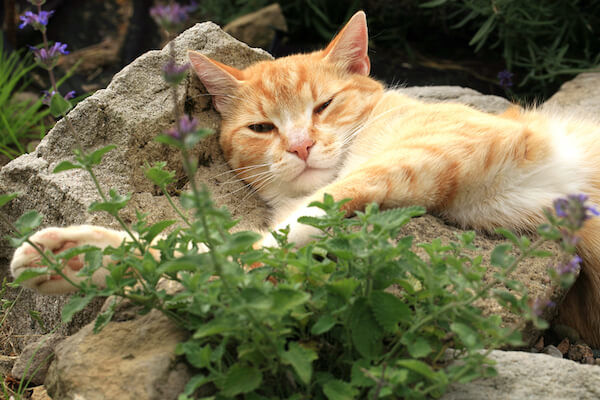 High on Catnip 