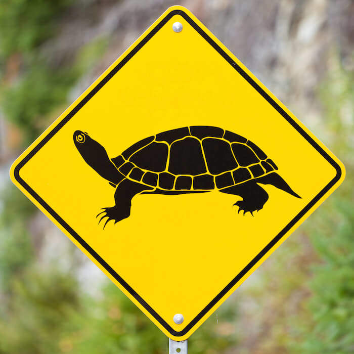 Attention Turtles Crossing animal road sign