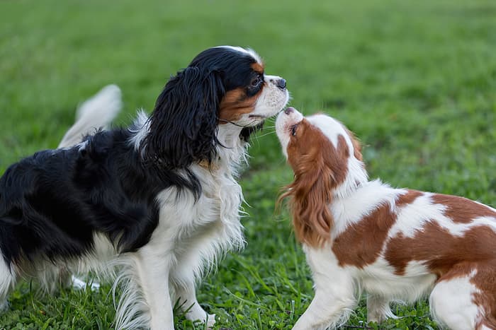 cavalier king charles spanniel