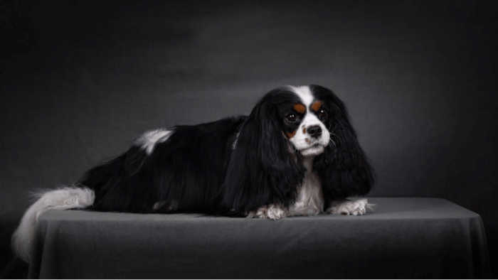 Cavalier King Charles Spaniel