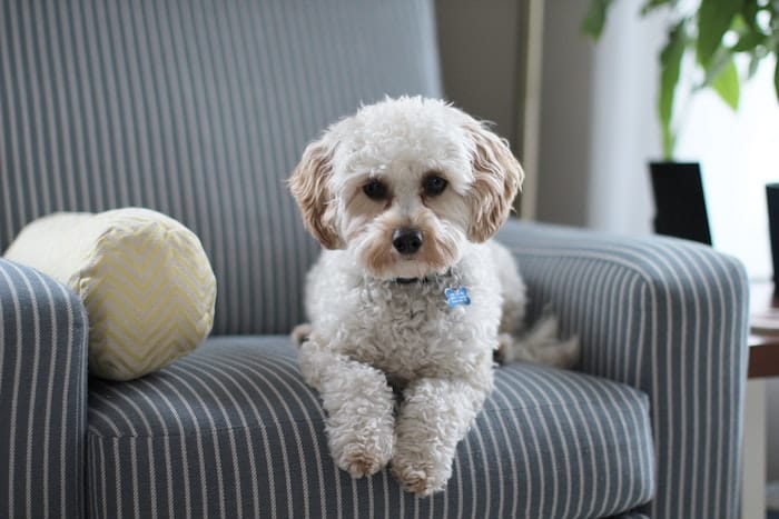 cavapoo dog on chair