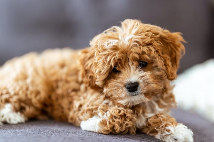 cavapoo puppy