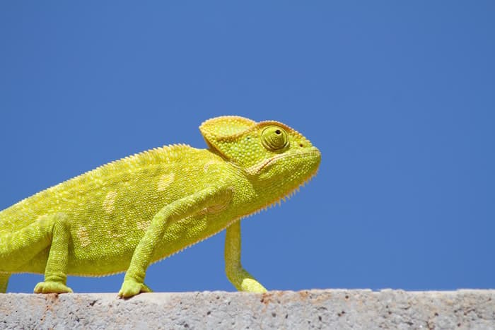 chameleon