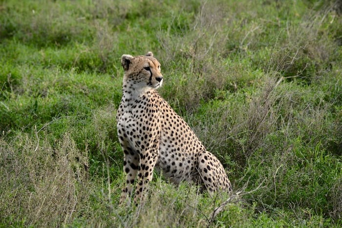 cheetah in grass