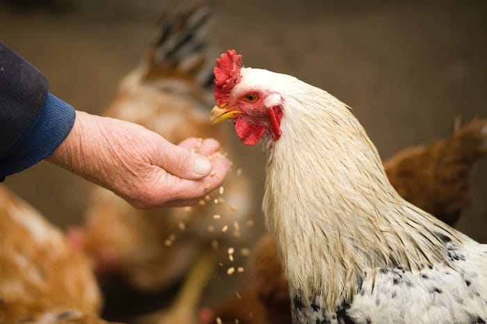 chicken eating feed