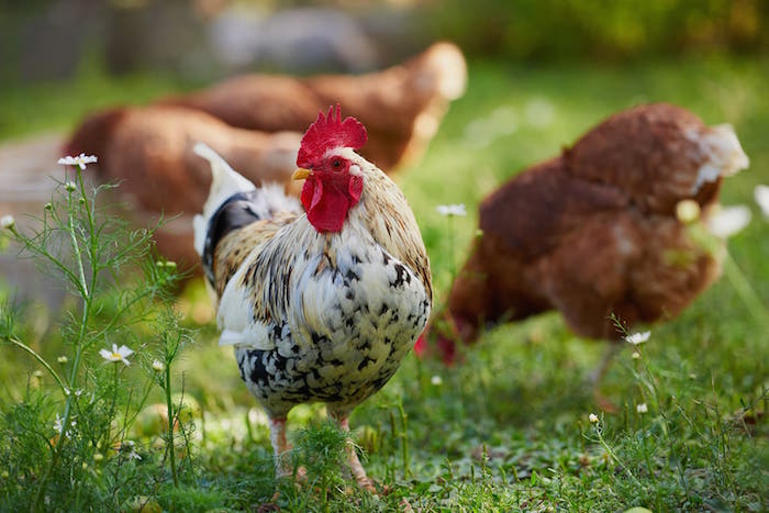 chickens in the yard