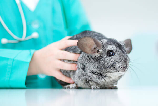 Chinchilla Health