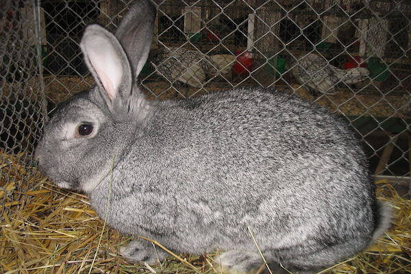 chinchilla rabbit