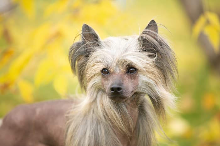 Chinese Crested