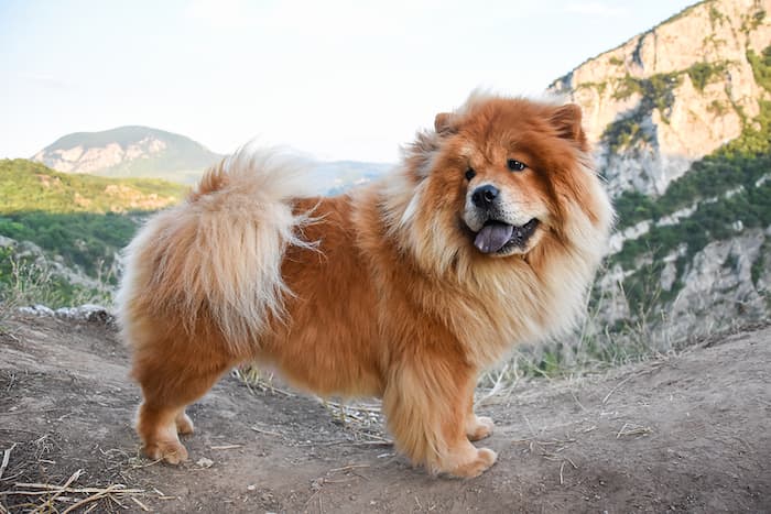 chow chow dog in nature