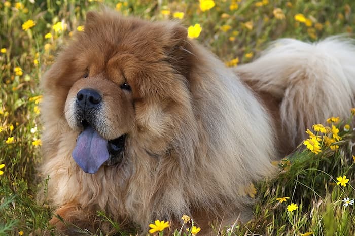 chow chow with purple tongue