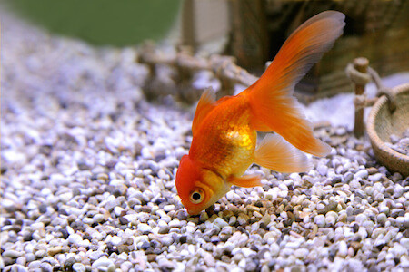 goldfish aquarium ile ilgili görsel sonucu