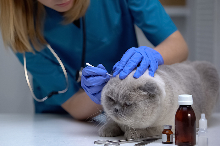 vet cleaning a cat's ears