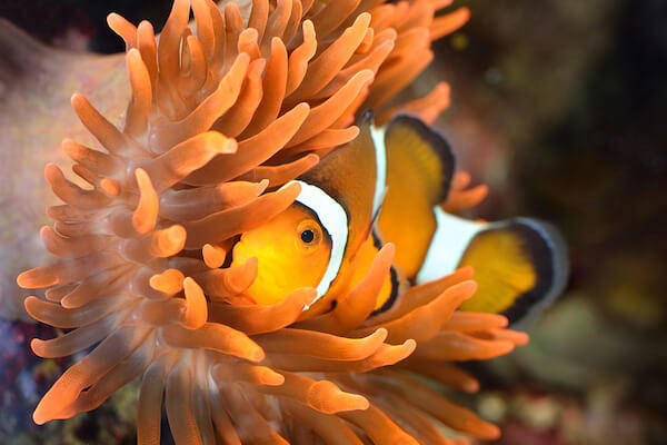 Clownfish in fish tank