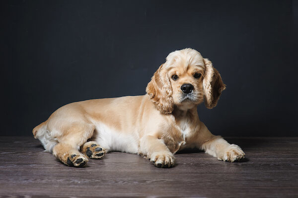 cocker-spaniel-docked-tail