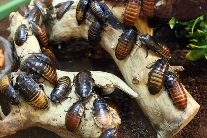 cockroach fram