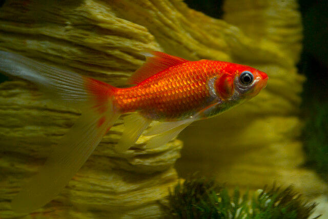 comet goldfish