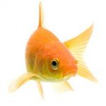 common goldfish swimming