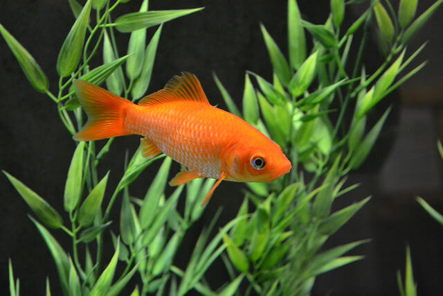 Goldfish Species Chart