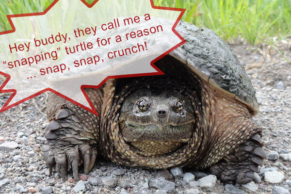 Snapping Turtle