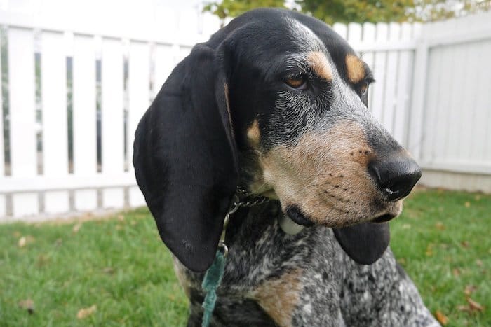 coonhound